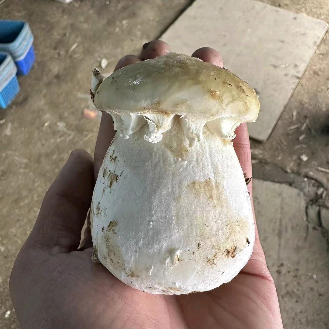 994🍄