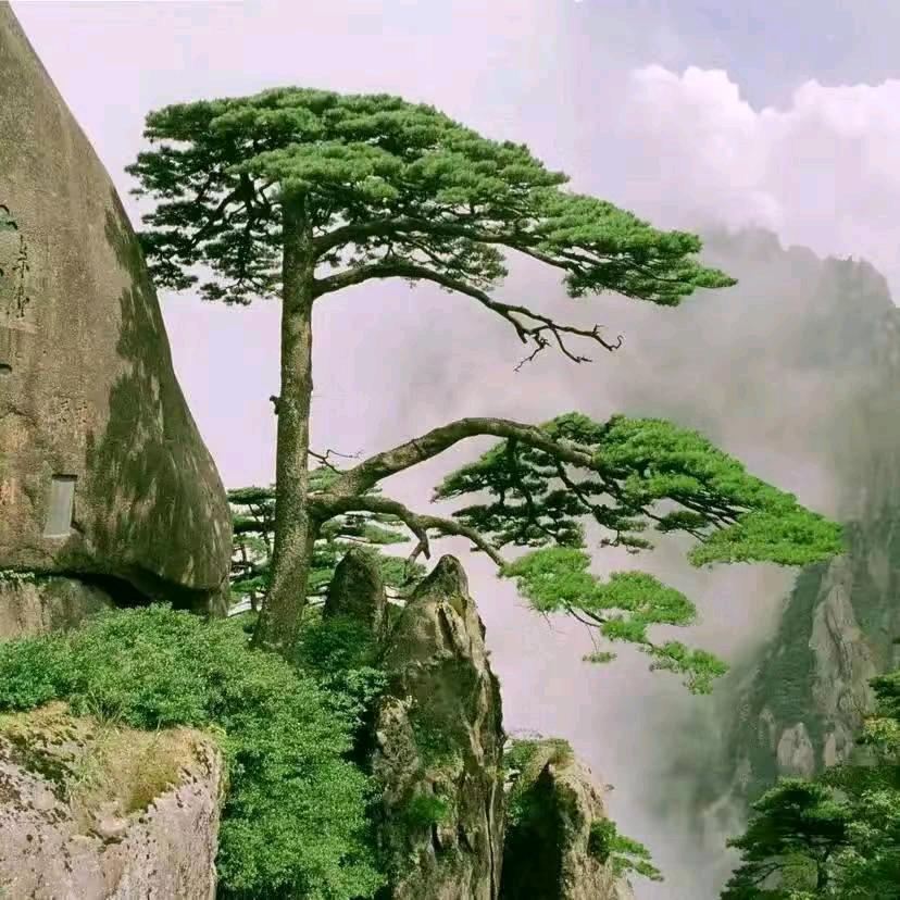 大树🌲