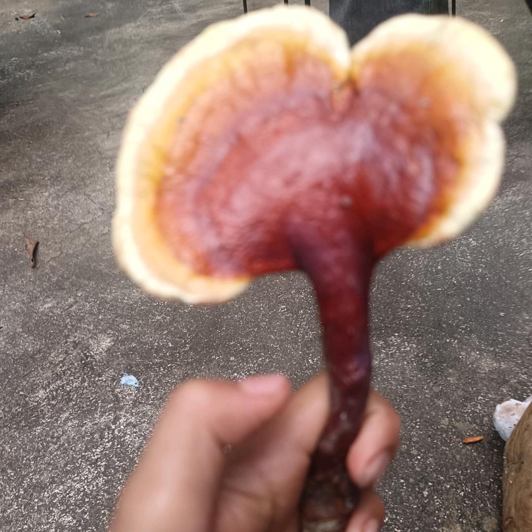 抖音常客