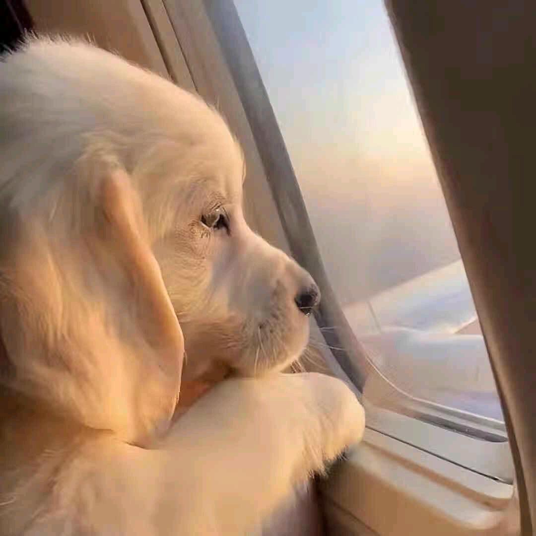 讨厌犹太和日本