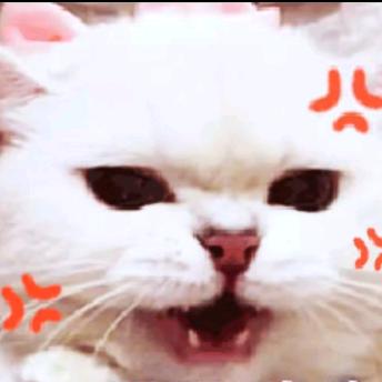 无敌小猫