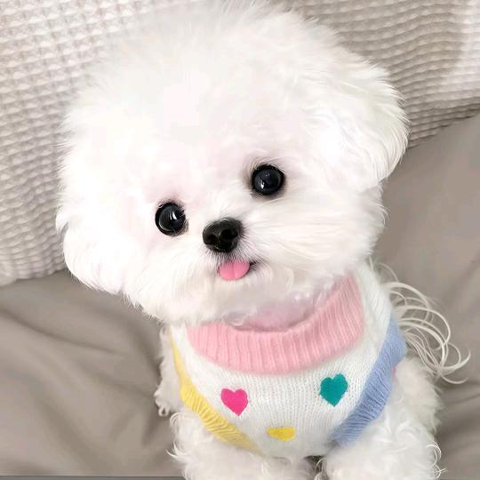 ˚*̥*̥哇哦~懂得