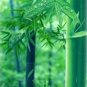 竹✨