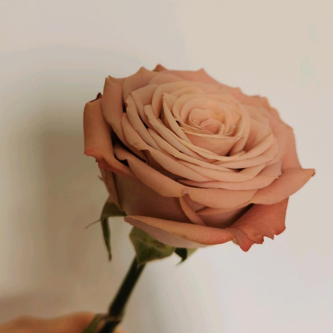 十月人间桂花落