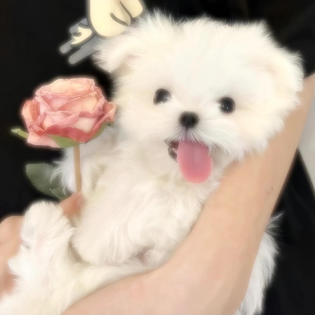 Mix-pop（见过南昌张杰版）