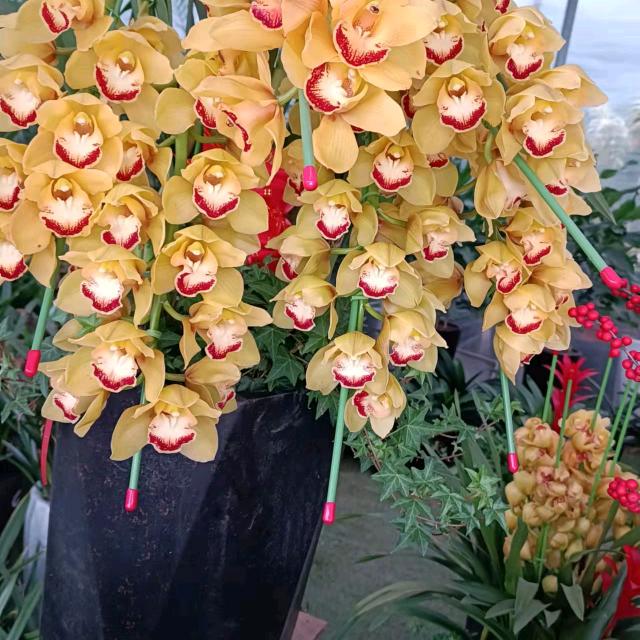 小花