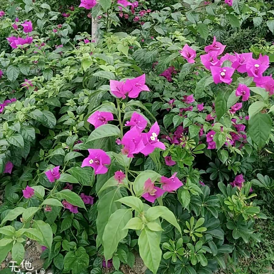 明天便是阳光
