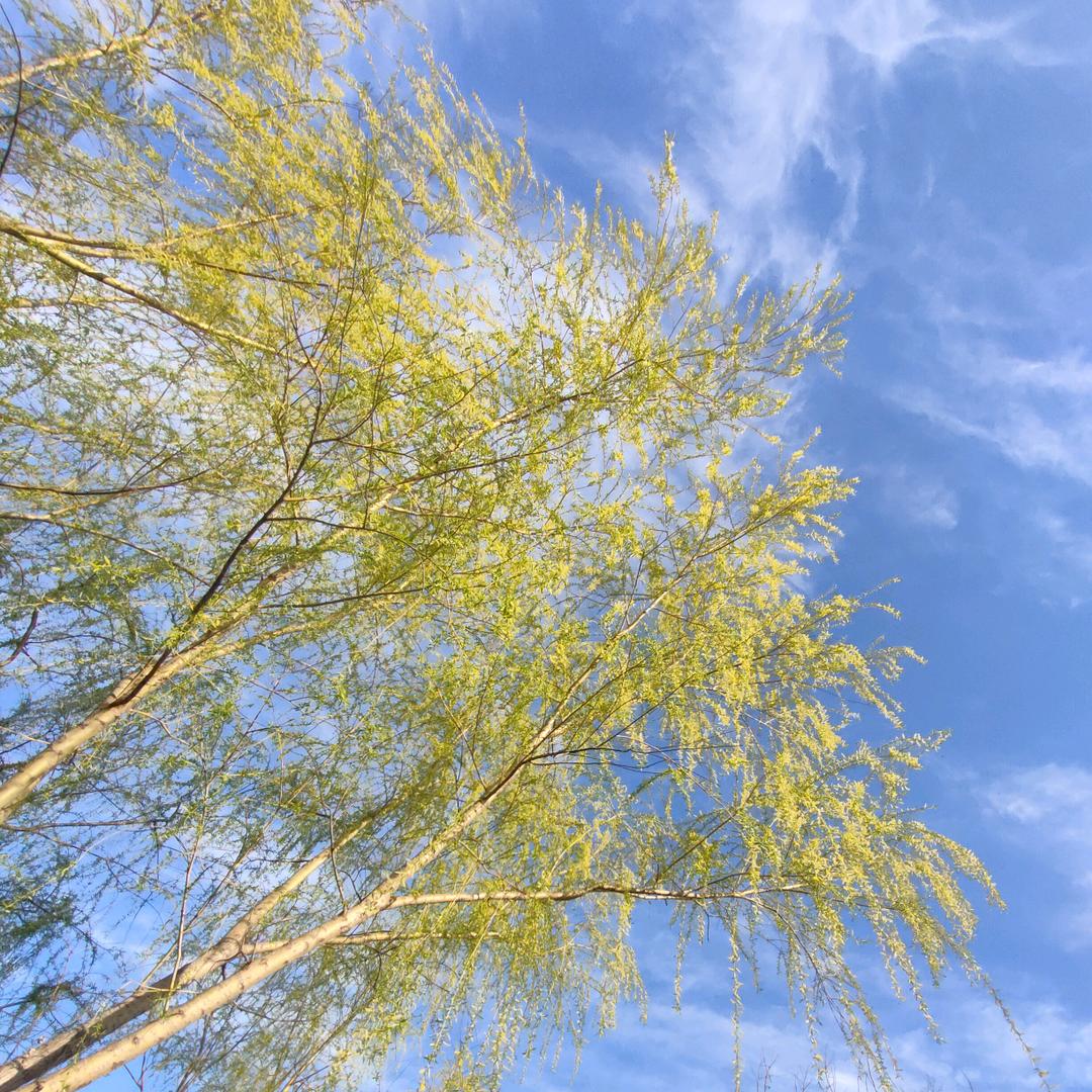枫玲