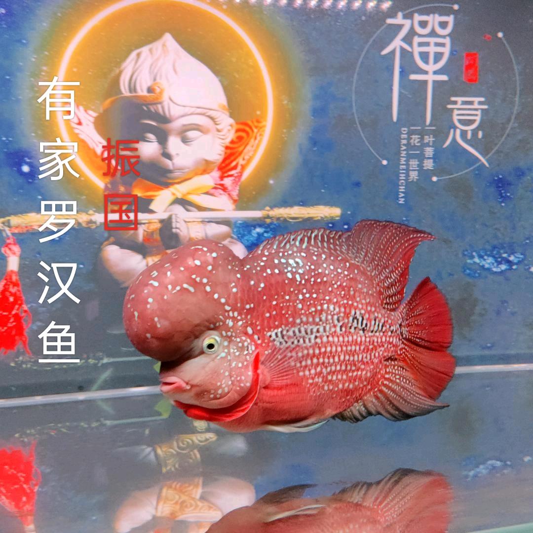 有家罗汉鱼（振国）