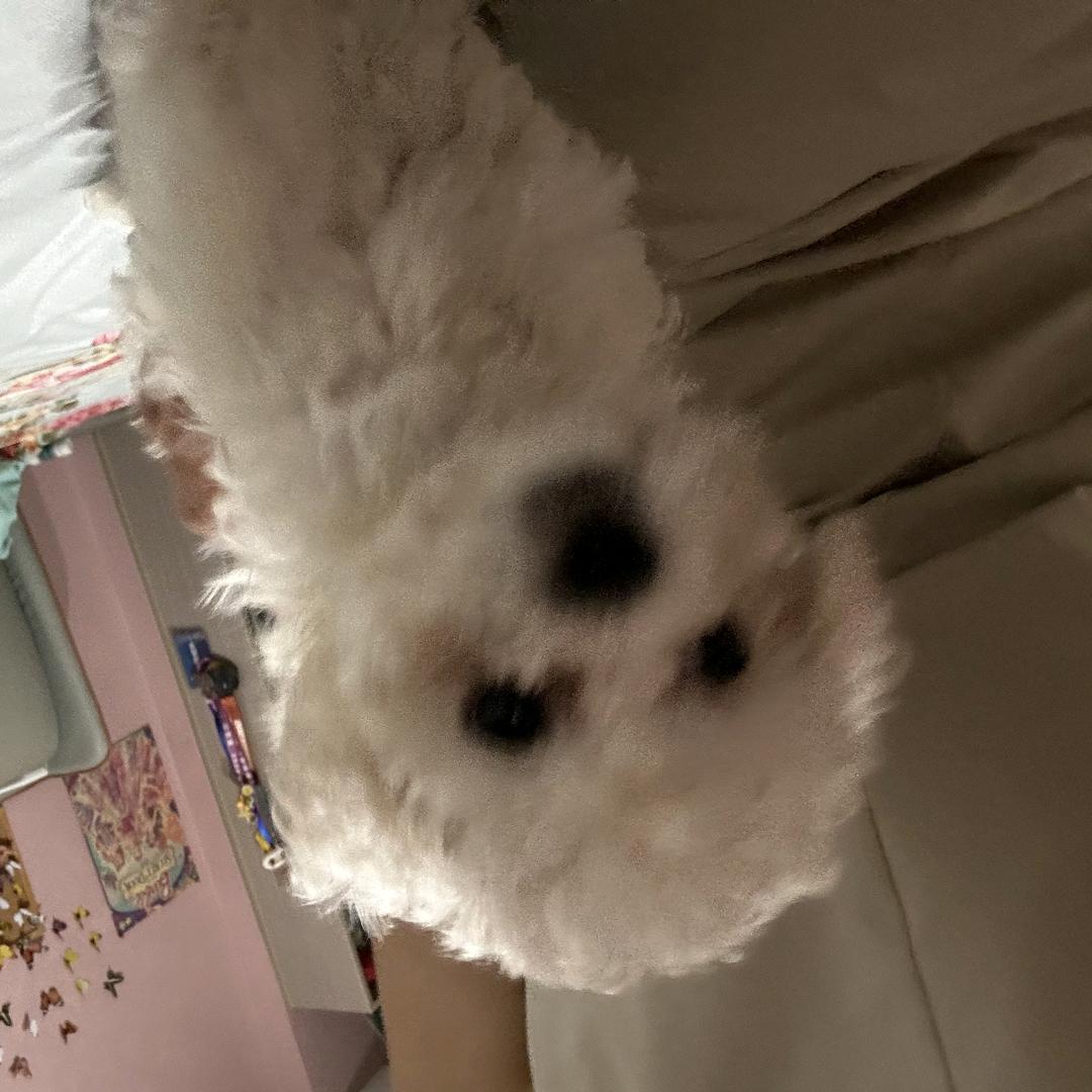 XB