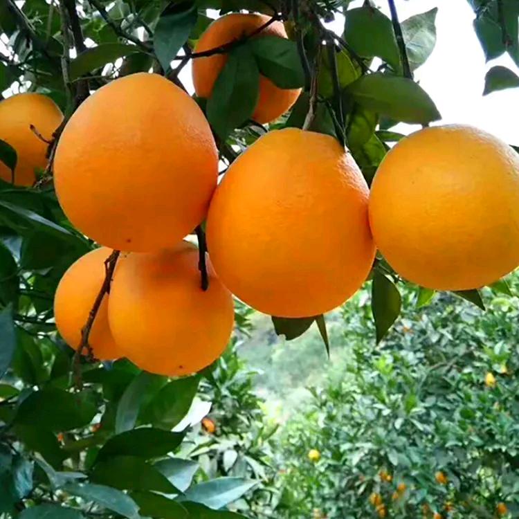 崀橙蜜恋