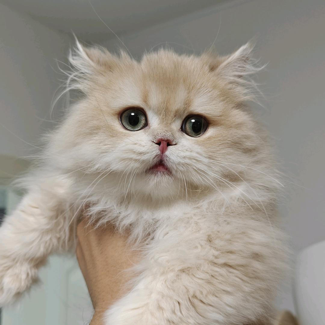 龙鹤的猫奴日记