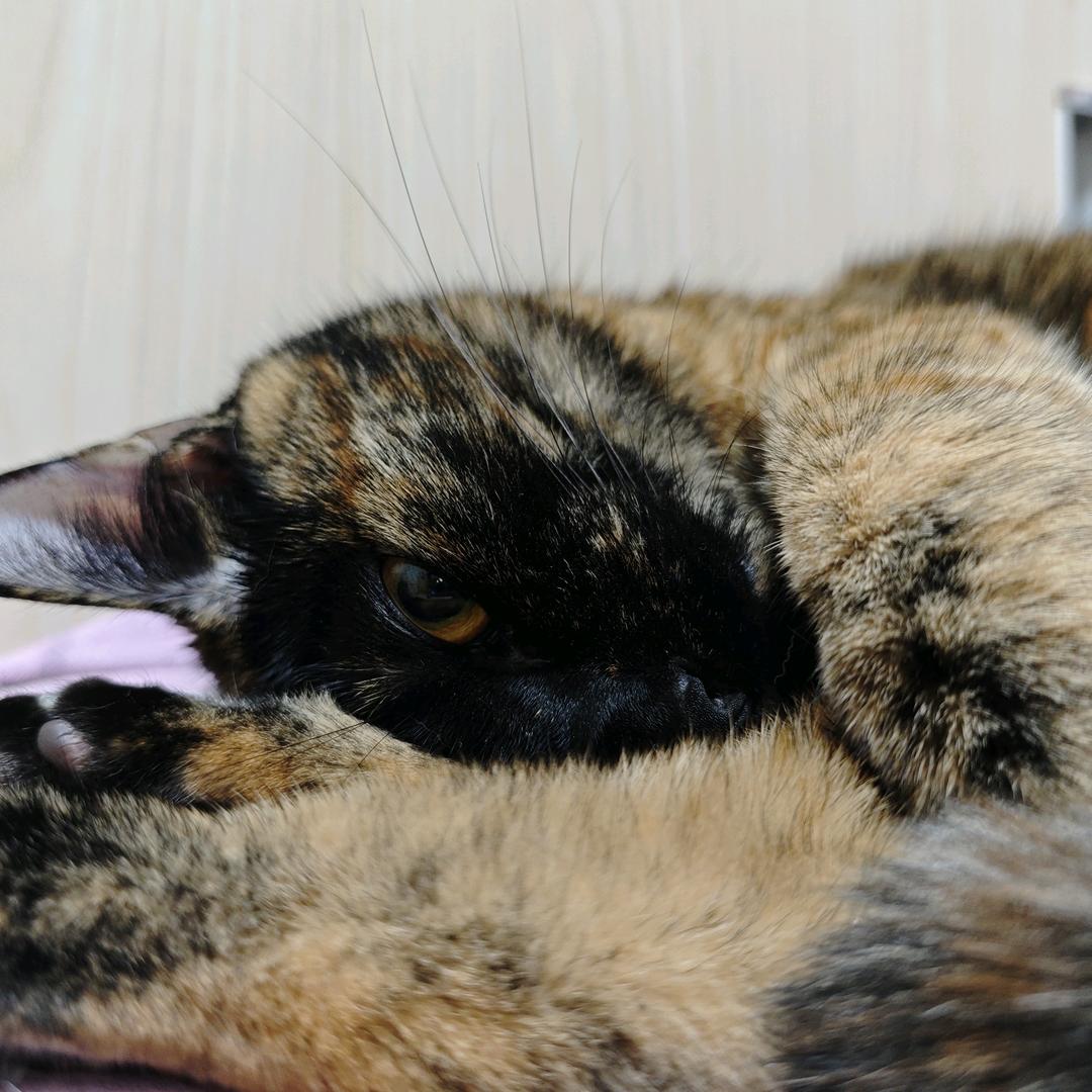 🌈萧小五（泷凤解解见过版）