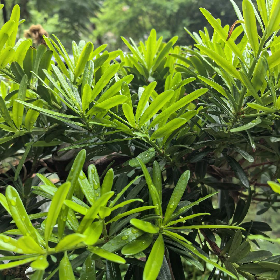 心想事成