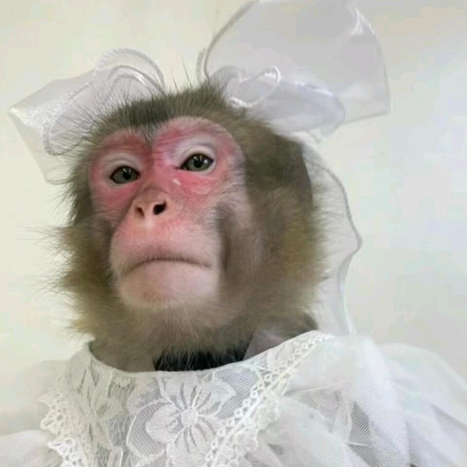 吗喽大王