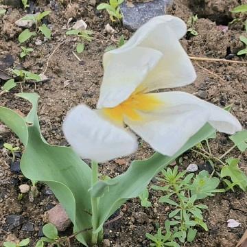 果赖