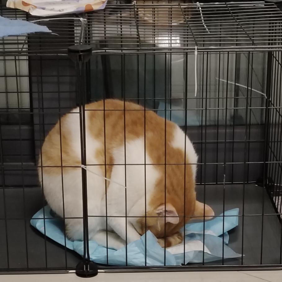 小猫苍狗