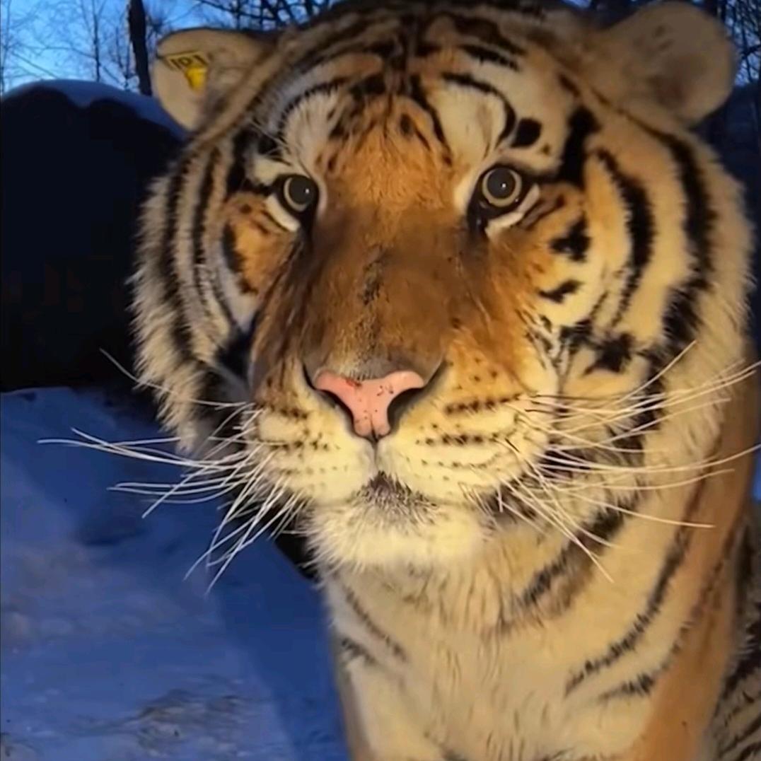爱睡觉的猫