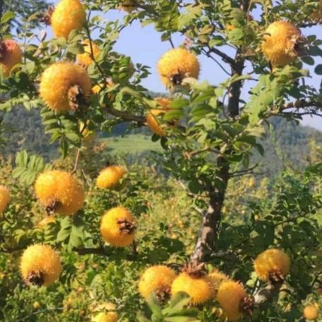 农民山里奇桩店的头像