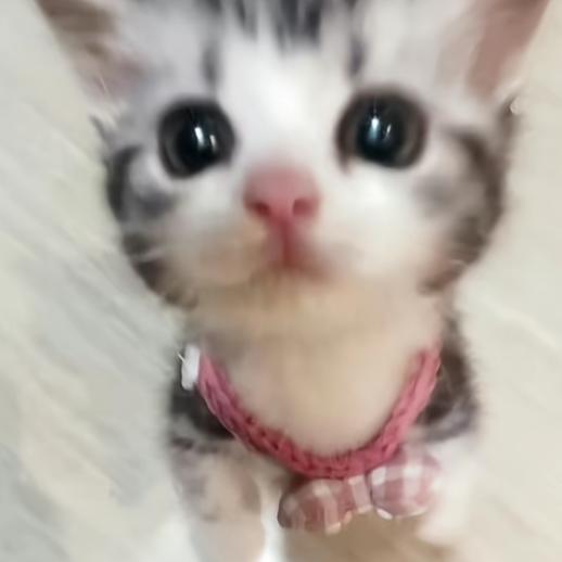 欣宝降临