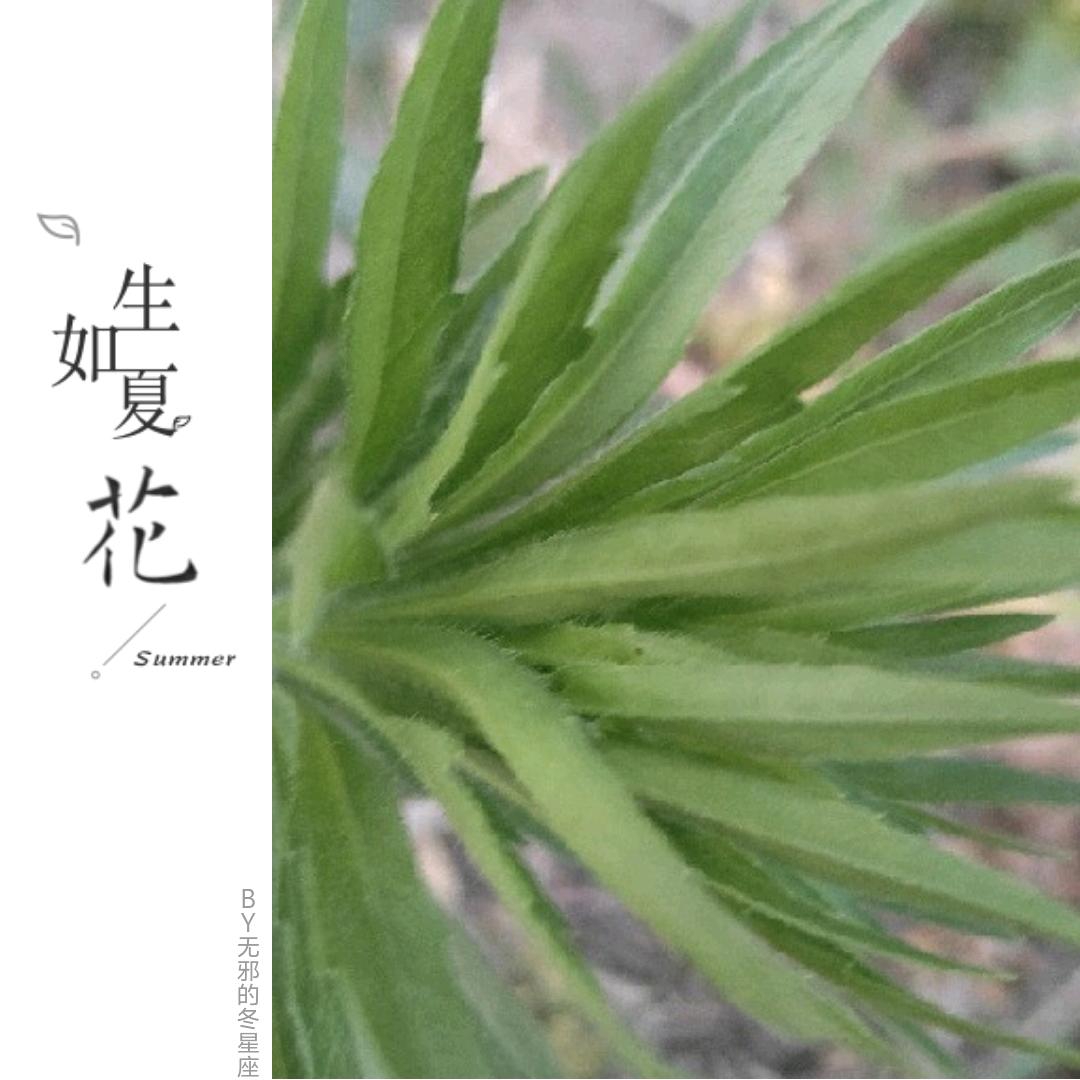 向阳而生 .