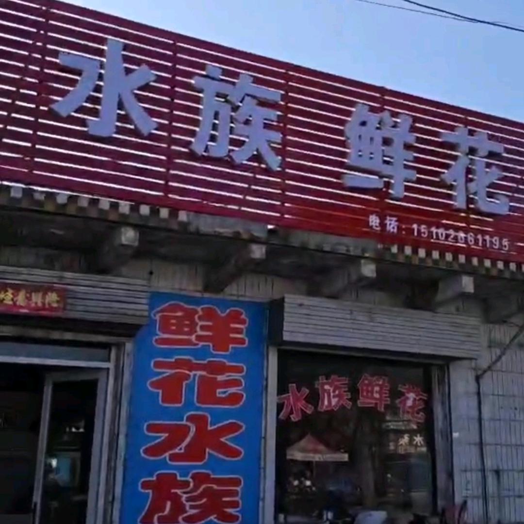 大北汪龙祥水族鲜花（寻水的鱼）