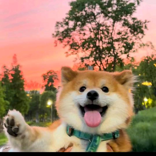 朱事顺利🥴