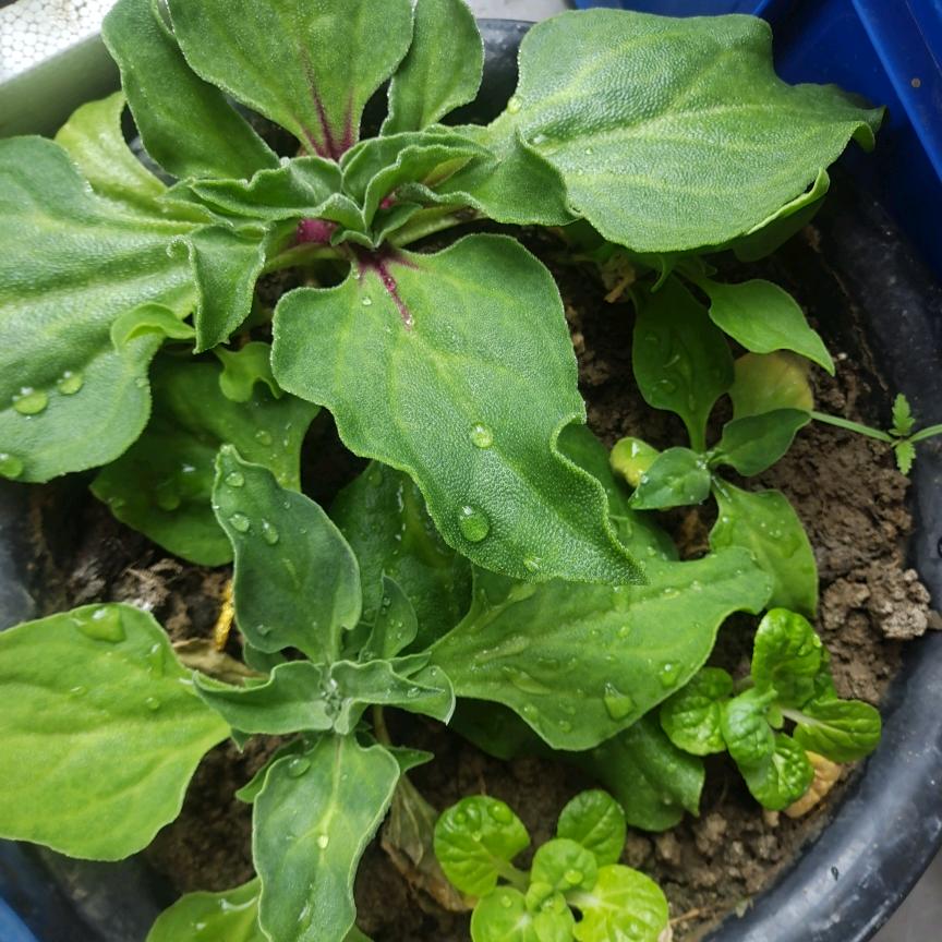 冰火