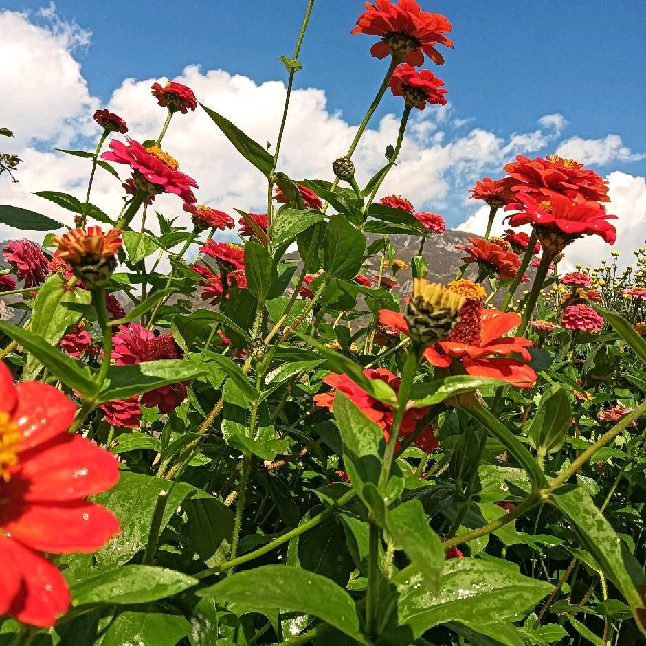 花好月圆