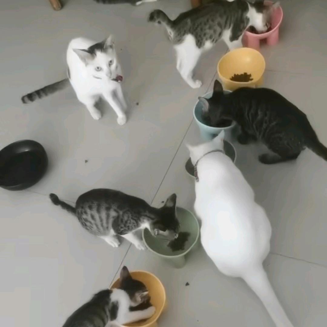 中山流浪猫小院