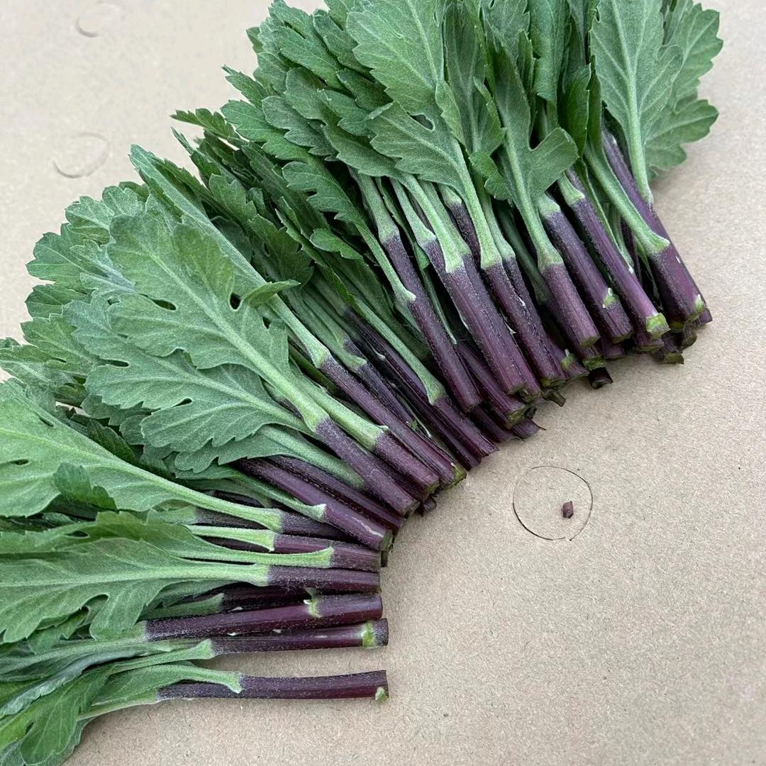 菊花种苗基地