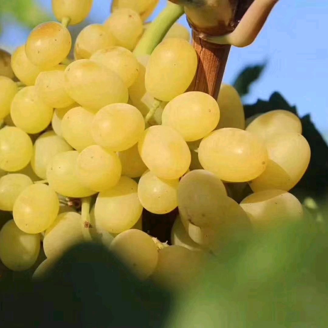 新疆特色精品水果干果店