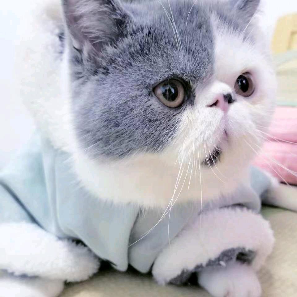傲慢与孤独