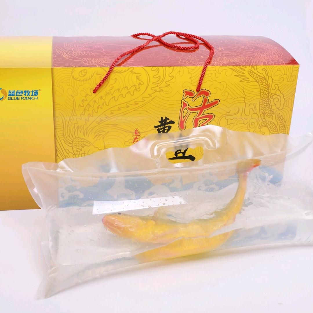 蓝色牧场南麂列岛活黄鱼