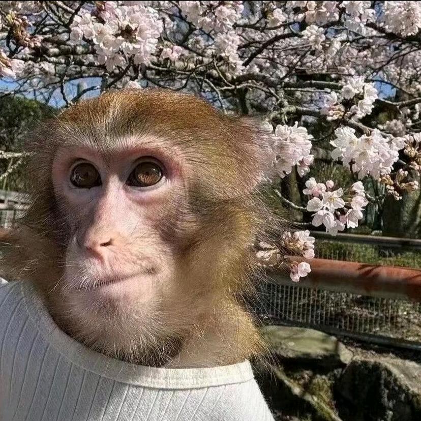 香菜树上的吗喽