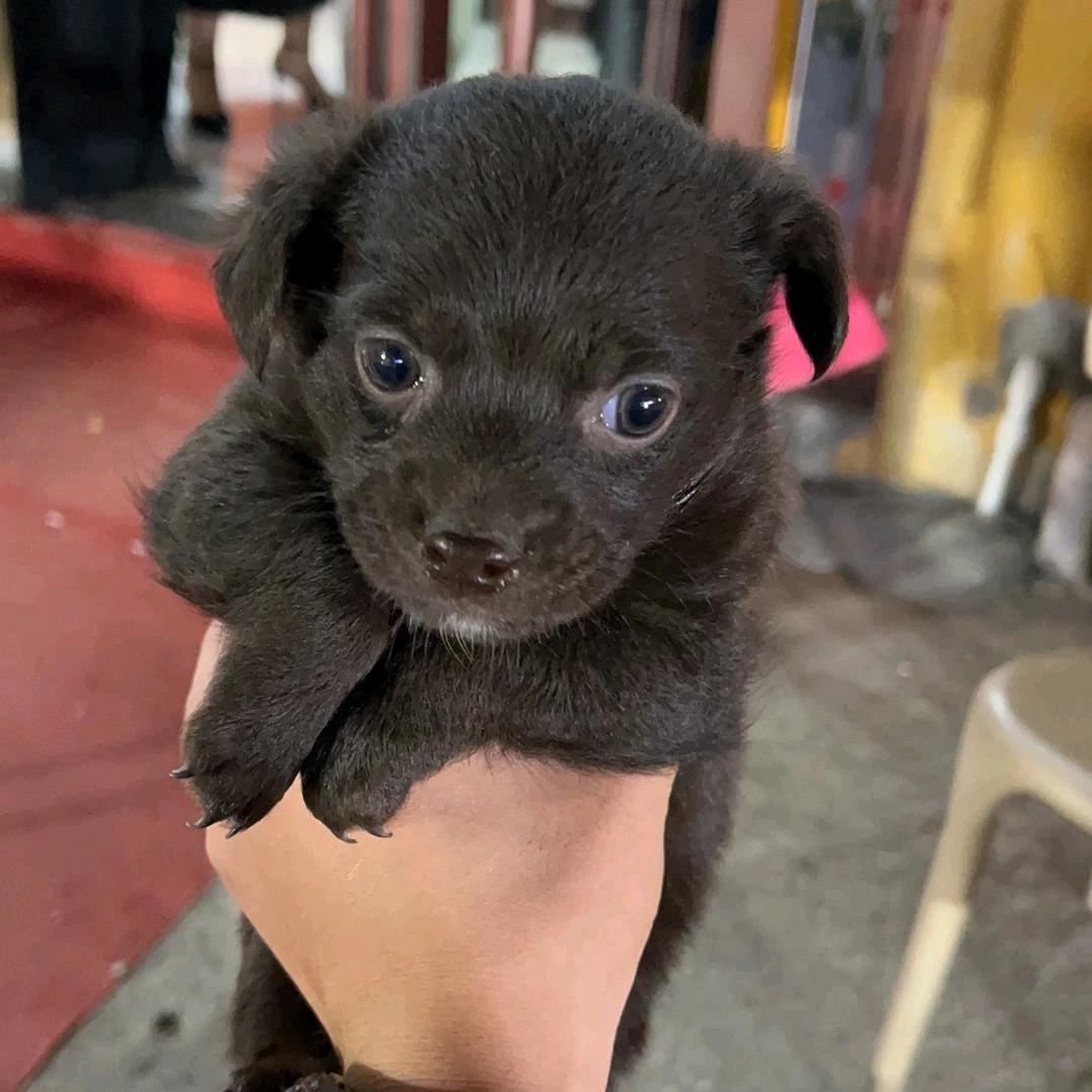 笨手笨脚的小熊