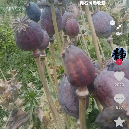 青春永注