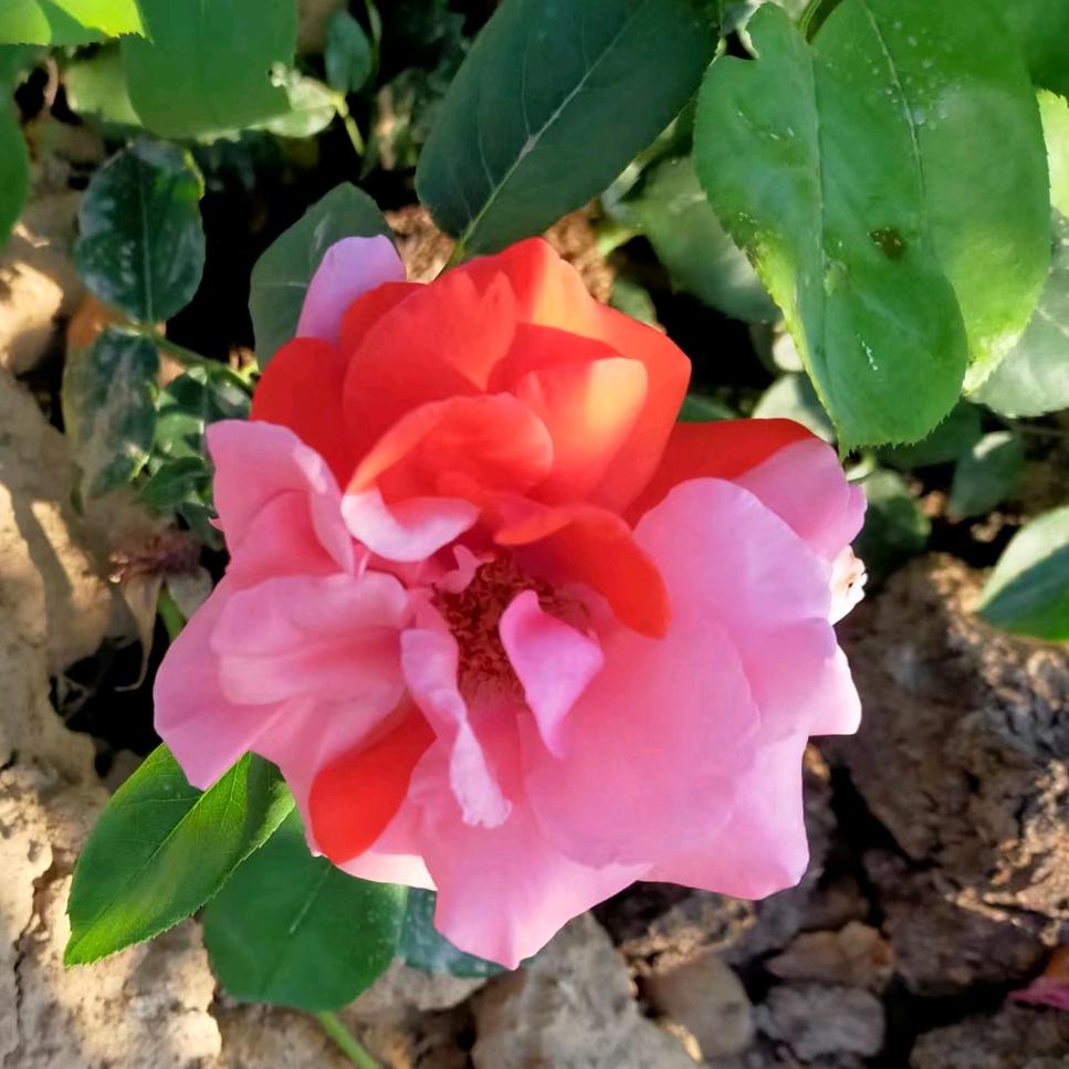 🌷开心🌷🌴