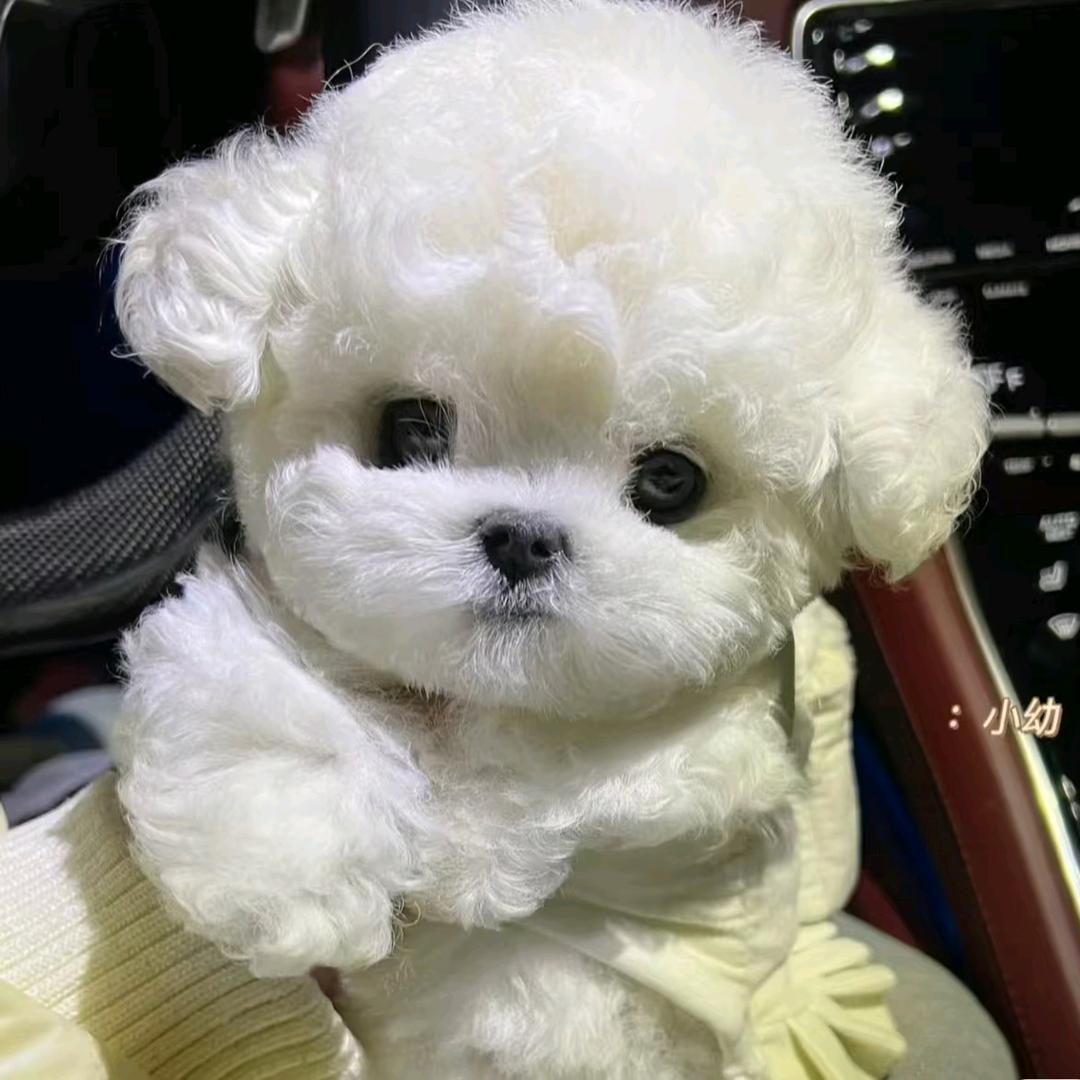 浩哥家的泰迪熊直播间2