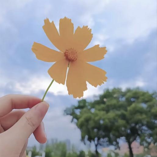 一朵花.
