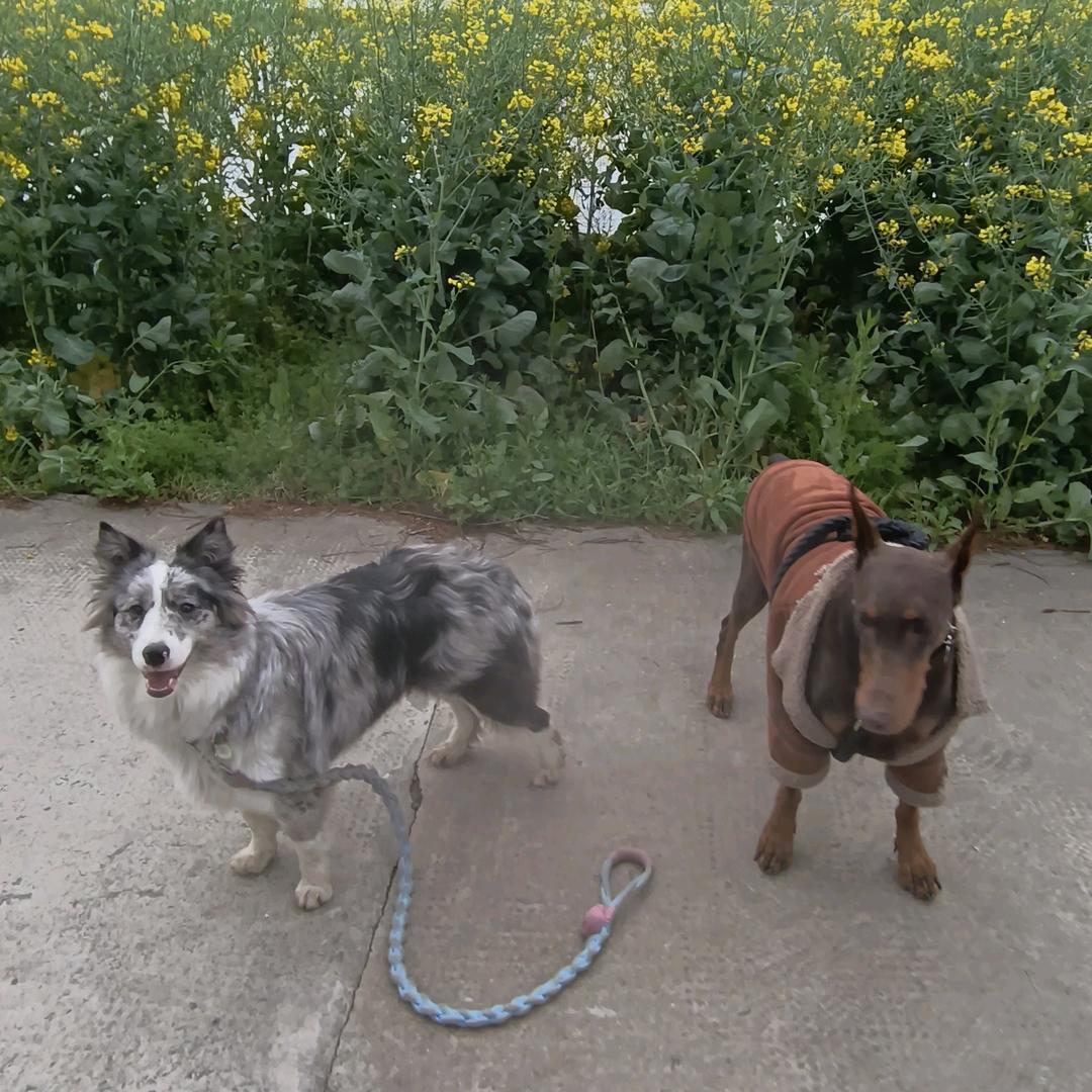 安娜🐶奥利奥