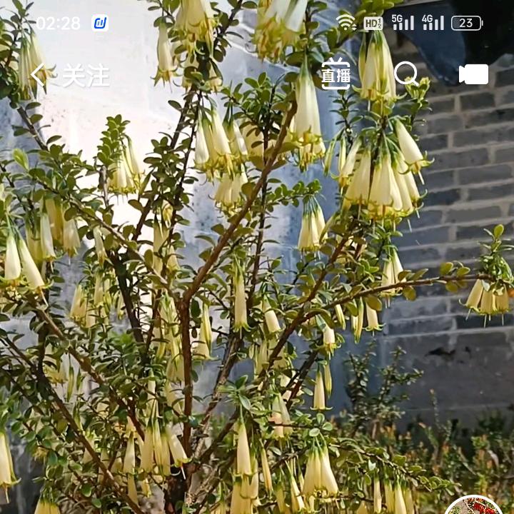 良逸花卉