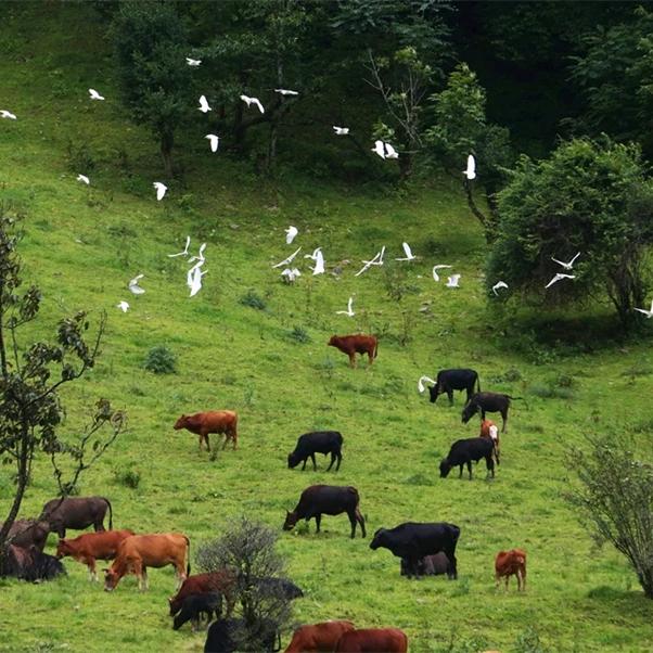 大吉航空冷链物流（农民进城记）
