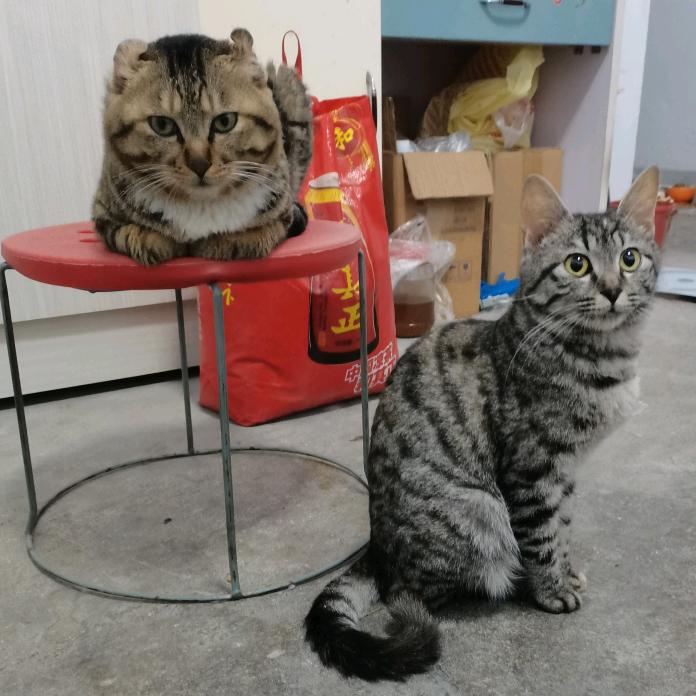 喵喵🐱家族