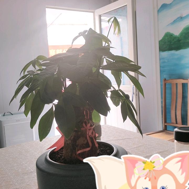 AA微微