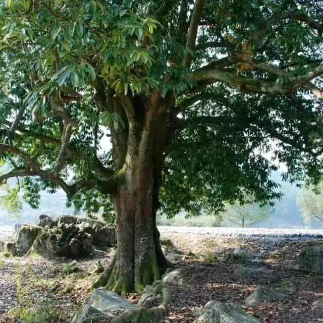 心想事成