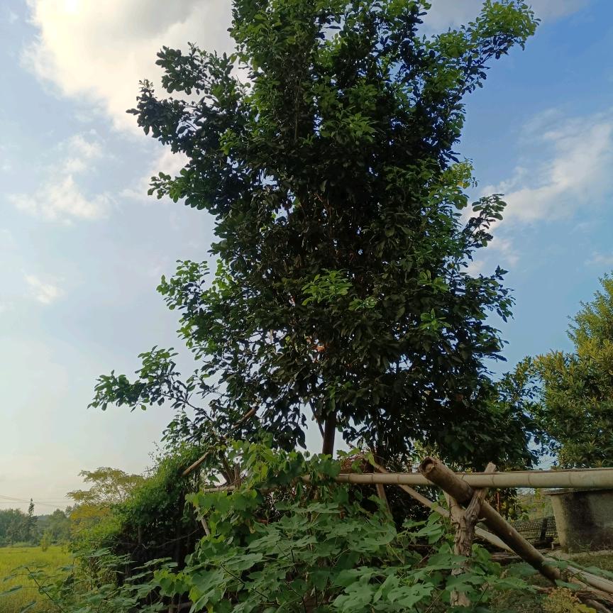 顺风顺水