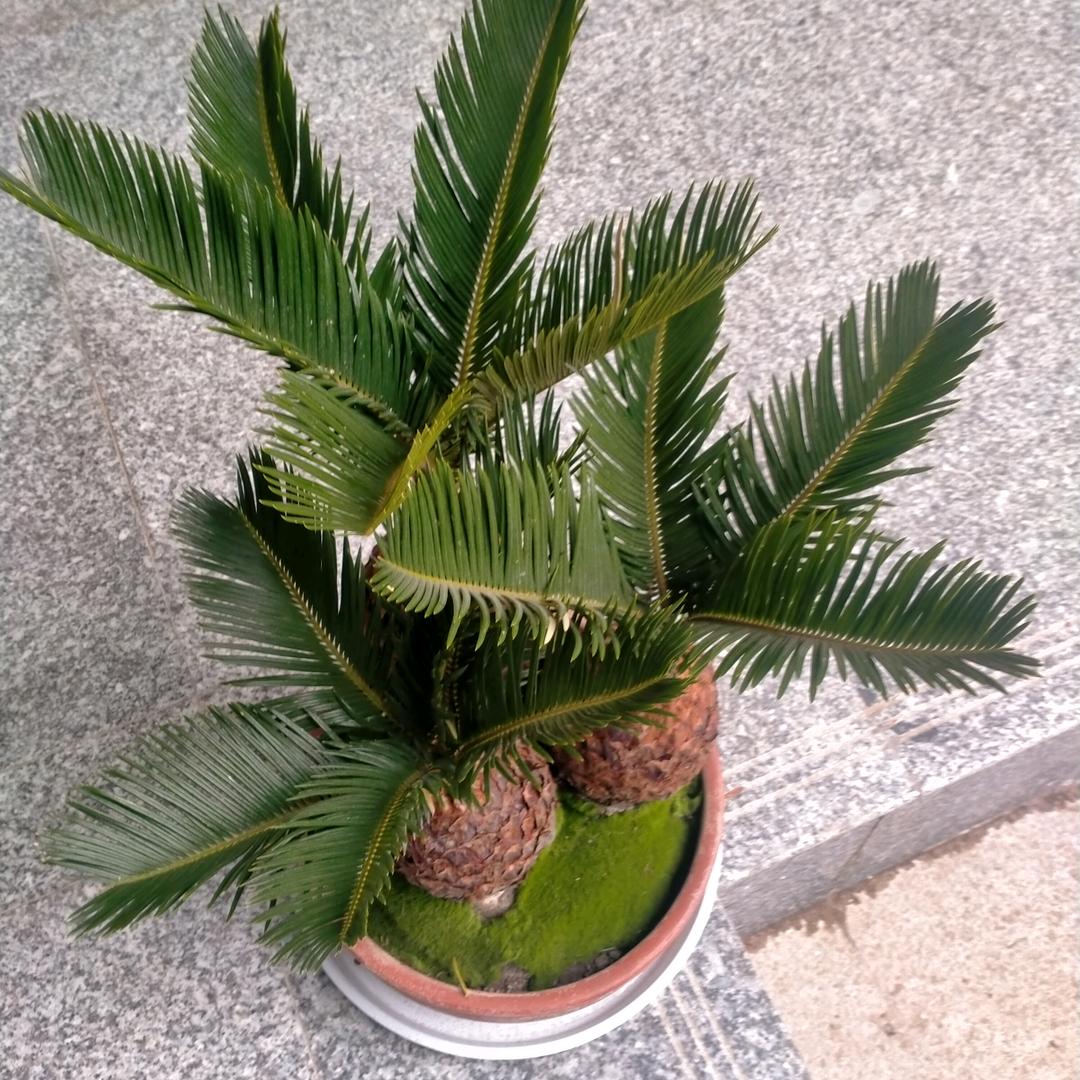 遥远的心