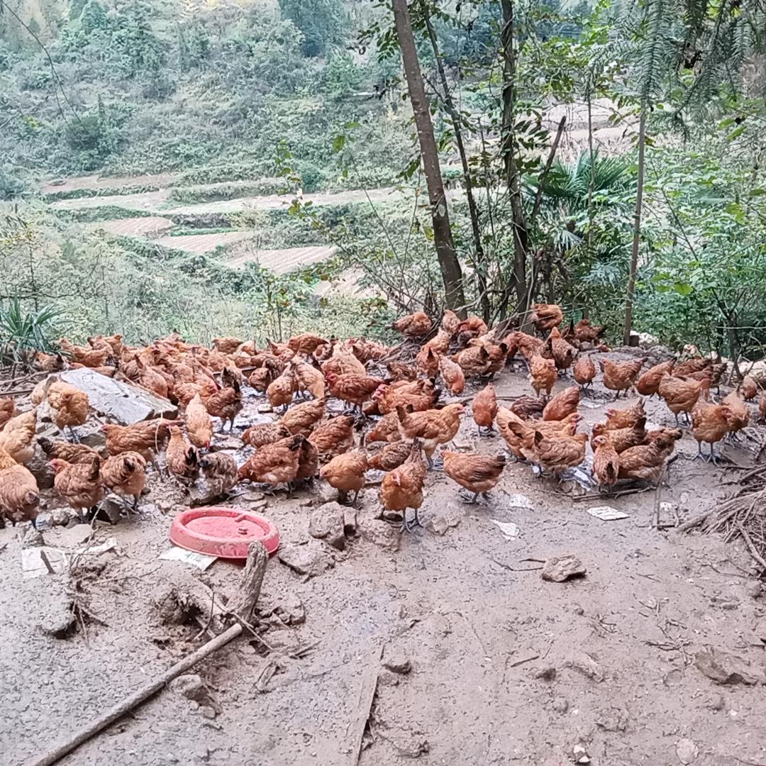 身残志坚，男儿泪莫轻弹，悲欢也在一笑间。