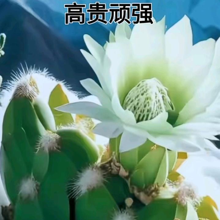 安玉平